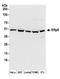 Protein Disulfide Isomerase Family A Member 6 antibody, A304-519A, Bethyl Labs, Western Blot image 