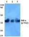 NFKB Inhibitor Alpha antibody, PA5-36825, Invitrogen Antibodies, Western Blot image 