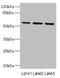 Interleukin 17 Receptor B antibody, LS-C675887, Lifespan Biosciences, Western Blot image 
