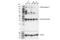 FLT4 antibody, 33566S, Cell Signaling Technology, Western Blot image 