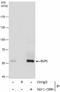 Elongator Acetyltransferase Complex Subunit 3 antibody, NBP2-43694, Novus Biologicals, Immunoprecipitation image 