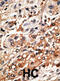Bcl2 Modifying Factor antibody, abx027209, Abbexa, Immunohistochemistry frozen image 