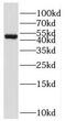 E3 ubiquitin-protein ligase RNF135 antibody, FNab07339, FineTest, Western Blot image 