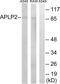 Amyloid Beta Precursor Like Protein 2 antibody, LS-C119722, Lifespan Biosciences, Western Blot image 