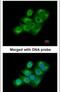 Coagulation factor XIII A chain antibody, PA5-22110, Invitrogen Antibodies, Immunofluorescence image 