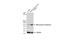 Monoamine Oxidase B antibody, GTX105970, GeneTex, Western Blot image 