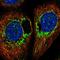 DAP1 antibody, HPA029456, Atlas Antibodies, Immunofluorescence image 