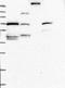 Myosin Binding Protein C, Cardiac antibody, NBP2-13631, Novus Biologicals, Western Blot image 