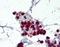 Neutrophil Cytosolic Factor 1 antibody, orb88147, Biorbyt, Immunohistochemistry paraffin image 