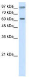 Tripartite Motif Containing 35 antibody, TA343765, Origene, Western Blot image 