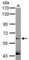 Ariadne RBR E3 Ubiquitin Protein Ligase 2 antibody, NBP1-31044, Novus Biologicals, Western Blot image 