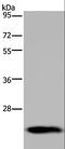 Growth Hormone 2 antibody, LS-C405014, Lifespan Biosciences, Western Blot image 