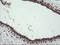 TPD52 Like 3 antibody, LS-C337791, Lifespan Biosciences, Immunohistochemistry frozen image 