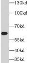 Prosaposin antibody, FNab06841, FineTest, Western Blot image 