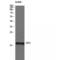 Cystatin SN antibody, LS-C383043, Lifespan Biosciences, Western Blot image 