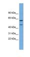 Oligodendrocyte Myelin Glycoprotein antibody, orb330410, Biorbyt, Western Blot image 