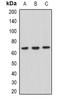 DNA Polymerase Eta antibody, orb381963, Biorbyt, Western Blot image 