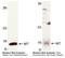 Metallothionein-1 antibody, LS-B3698, Lifespan Biosciences, Western Blot image 