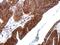 Thrombomodulin antibody, GTX108277, GeneTex, Immunohistochemistry paraffin image 