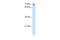 Calmegin antibody, PA5-42880, Invitrogen Antibodies, Western Blot image 