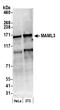 Mastermind Like Transcriptional Coactivator 3 antibody, A300-684A, Bethyl Labs, Western Blot image 