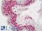 Hes Family BHLH Transcription Factor 5 antibody, LS-B12142, Lifespan Biosciences, Immunohistochemistry paraffin image 