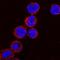 Collagen Type IV Alpha 1 Chain antibody, MAB6308, R&D Systems, Immunofluorescence image 