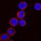 Collagen Type IV Alpha 1 Chain antibody, MAB6308, R&D Systems, Immunofluorescence image 