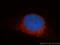 Syntaxin 12 antibody, 14259-1-AP, Proteintech Group, Immunofluorescence image 