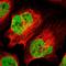 Mediator of RNA polymerase II transcription subunit 12 antibody, HPA003185, Atlas Antibodies, Immunofluorescence image 