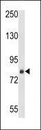 Signal Recognition Particle 72 antibody, PA5-49601, Invitrogen Antibodies, Western Blot image 