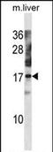 Nuclear Transport Factor 2 Like Export Factor 1 antibody, PA5-72140, Invitrogen Antibodies, Western Blot image 