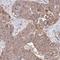 Kelch Like Family Member 34 antibody, NBP2-32524, Novus Biologicals, Immunohistochemistry frozen image 