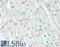 G Protein-Coupled Receptor 17 antibody, PA5-19210, Invitrogen Antibodies, Immunohistochemistry paraffin image 