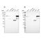 SH3 Domain Containing Kinase Binding Protein 1 antibody, NBP1-85615, Novus Biologicals, Western Blot image 