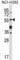 Sorting Nexin 1 antibody, abx027761, Abbexa, Western Blot image 