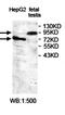 IQ Motif And Ubiquitin Domain Containing antibody, orb78020, Biorbyt, Western Blot image 