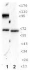 HIF1-alpha antibody, NB100-130, Novus Biologicals, Western Blot image 