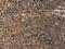 Hypoxia Inducible Factor 1 Subunit Alpha Inhibitor antibody, MBS2518178, MyBioSource, Immunohistochemistry frozen image 
