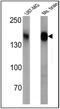 Calcium Voltage-Gated Channel Auxiliary Subunit Alpha2delta 1 antibody, MA3-921, Invitrogen Antibodies, Western Blot image 