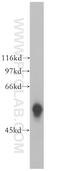 Glycerol Kinase 5 antibody, 13457-1-AP, Proteintech Group, Western Blot image 