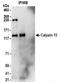 Calpain 15 antibody, NBP2-32129, Novus Biologicals, Immunoprecipitation image 