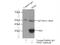 Pim-2 Proto-Oncogene, Serine/Threonine Kinase antibody, 25865-1-AP, Proteintech Group, Immunoprecipitation image 