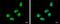 Zinc Finger Protein 329 antibody, PA5-31949, Invitrogen Antibodies, Immunofluorescence image 