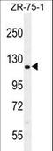 Coiled-Coil Domain Containing 33 antibody, LS-C168377, Lifespan Biosciences, Western Blot image 