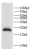 Centrin 3 antibody, FNab01594, FineTest, Western Blot image 