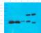 G3BP Stress Granule Assembly Factor 1 antibody, orb214963, Biorbyt, Western Blot image 