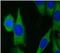 HSP70 antibody, FNab04048, FineTest, Immunofluorescence image 