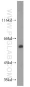 THUMP Domain Containing 3 antibody, 19807-1-AP, Proteintech Group, Western Blot image 
