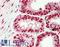 High Mobility Group Box 1 antibody, LS-B11974, Lifespan Biosciences, Immunohistochemistry paraffin image 